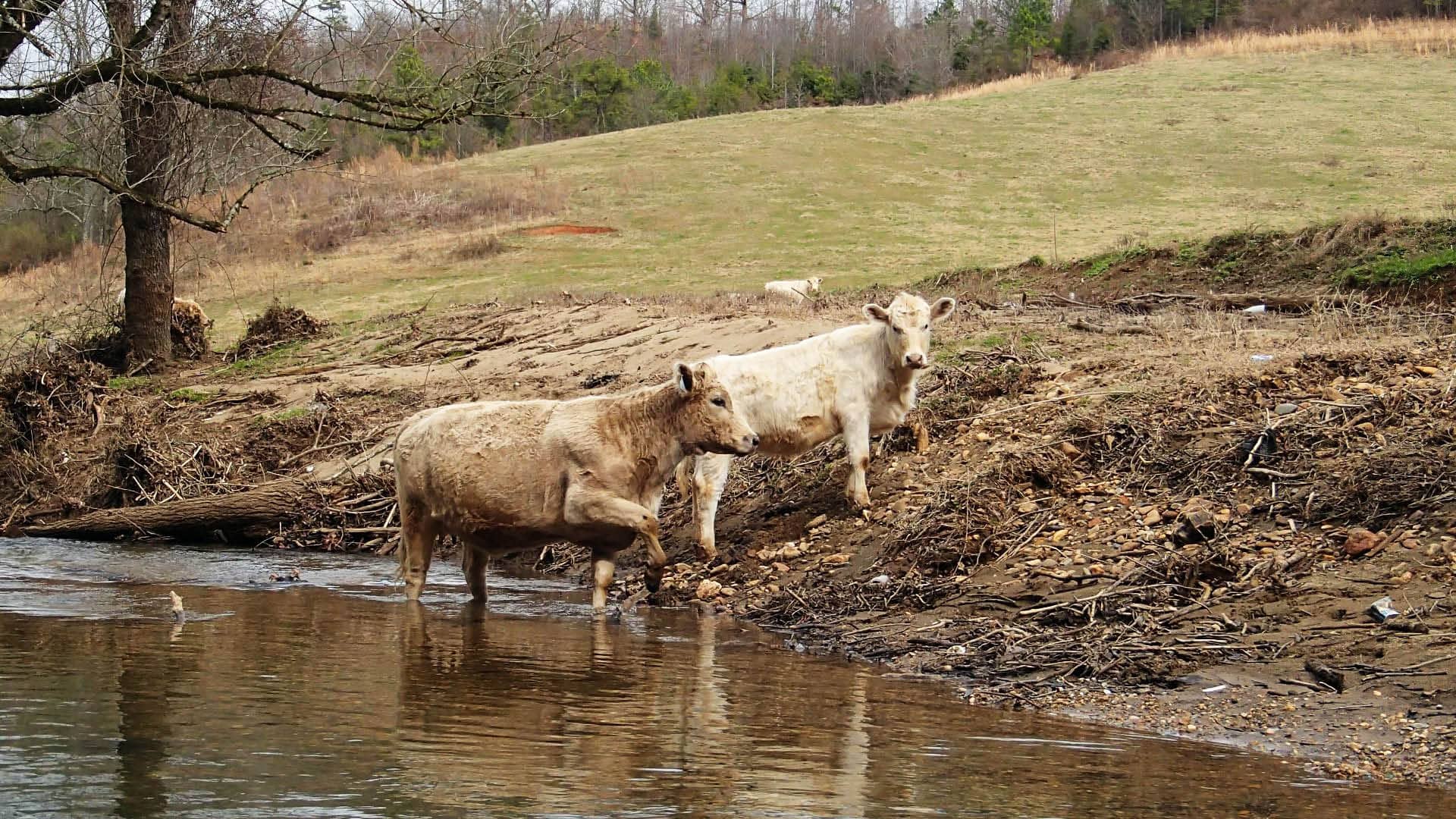Cows in Creek